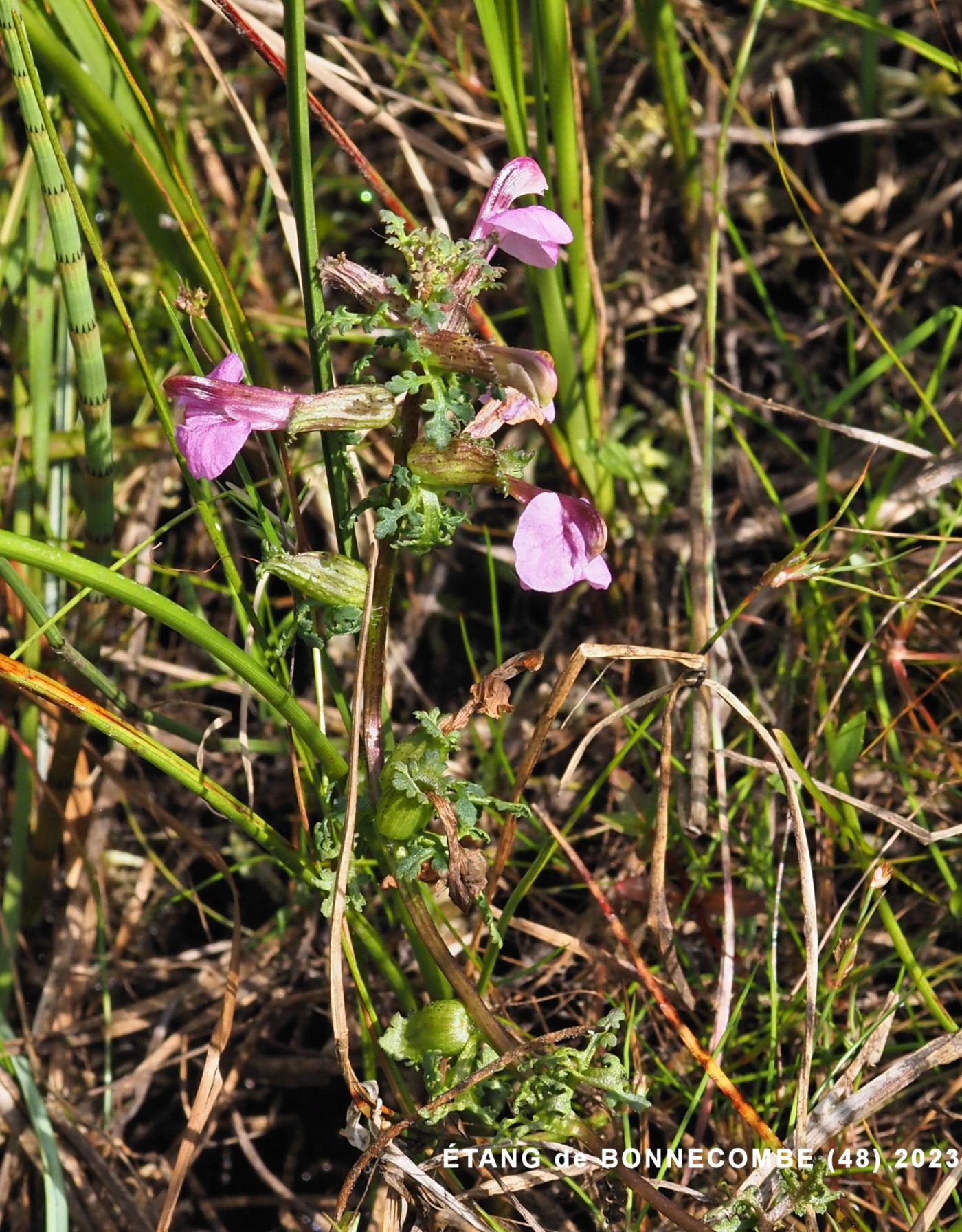 Lousewort plant